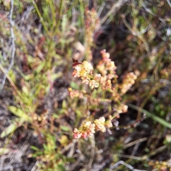 Rumex acetosella (Sheep Sorrel) at Justice Robert Hope Reserve (JRH) - 6 Jan 2024 by abread111