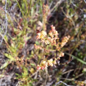 Rumex acetosella at Justice Robert Hope Reserve (JRH) - 6 Jan 2024