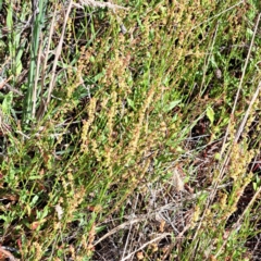 Rumex acetosella at Justice Robert Hope Reserve (JRH) - 6 Jan 2024