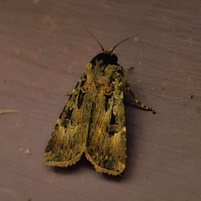 Agrotis munda (Brown Cutworm) at QPRC LGA - 6 Jan 2024 by Csteele4