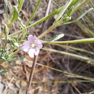 Epilobium billardiereanum subsp. cinereum at Undefined Area - 6 Jan 2024 04:48 PM