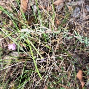 Epilobium billardiereanum subsp. cinereum at Undefined Area - 6 Jan 2024 04:48 PM