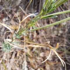 Epilobium billardiereanum subsp. cinereum at Undefined Area - 6 Jan 2024 04:48 PM