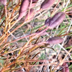 Cheiranthera linearis (Finger Flower) at Justice Robert Hope Reserve (JRH) - 6 Jan 2024 by abread111