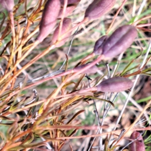 Cheiranthera linearis at Justice Robert Hope Reserve (JRH) - 6 Jan 2024