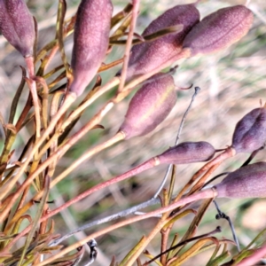 Cheiranthera linearis at Justice Robert Hope Reserve (JRH) - 6 Jan 2024