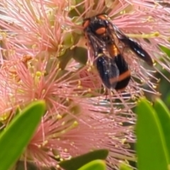 Pterygophorus cinctus (Bottlebrush sawfly) at Higgins, ACT - 6 Jan 2024 by pinkpoet