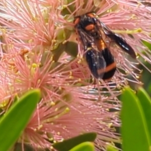 Pterygophorus cinctus at Higgins, ACT - 6 Jan 2024