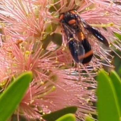 Pterygophorus cinctus (Bottlebrush sawfly) at Higgins, ACT - 5 Jan 2024 by pinkpoet