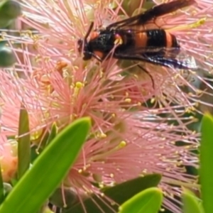 Pterygophorus cinctus at Higgins, ACT - 6 Jan 2024