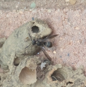 Eumeninae (subfamily) at Hackett, ACT - 6 Jan 2024