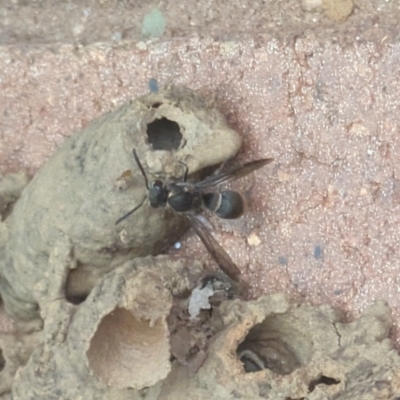 Eumeninae (subfamily) (Unidentified Potter wasp) at Hackett, ACT - 6 Jan 2024 by WalterEgo