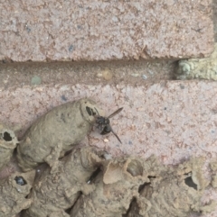 Eumeninae (subfamily) at Hackett, ACT - 6 Jan 2024