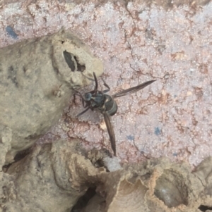 Eumeninae (subfamily) at Hackett, ACT - 6 Jan 2024