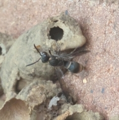 Eumeninae (subfamily) at Hackett, ACT - 6 Jan 2024