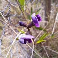 Glycine tabacina (Variable Glycine) at Watson, ACT - 6 Jan 2024 by abread111