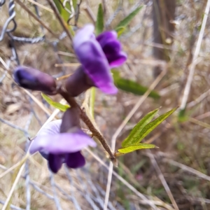 Glycine tabacina at Justice Robert Hope Reserve (JRH) - 6 Jan 2024