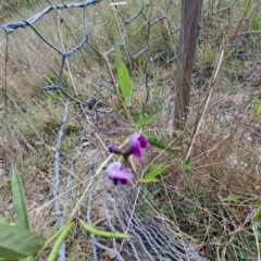 Glycine tabacina at Justice Robert Hope Reserve (JRH) - 6 Jan 2024