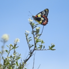 Delias aganippe at Bullen Range - 6 Jan 2024