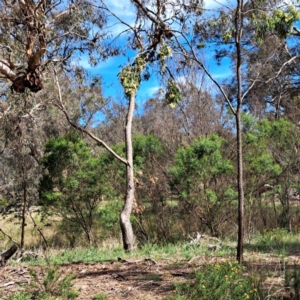 Acacia implexa at Justice Robert Hope Reserve (JRH) - 6 Jan 2024
