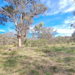 Acacia implexa at Justice Robert Hope Reserve (JRH) - 6 Jan 2024