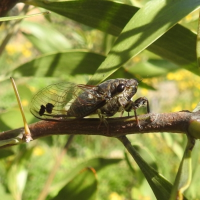 Galanga labeculata (Double-spotted cicada) at Kambah, ACT - 6 Jan 2024 by HelenCross