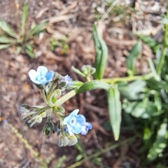 Cynoglossum australe (Australian Forget-me-not) at Watson, ACT - 6 Jan 2024 by abread111