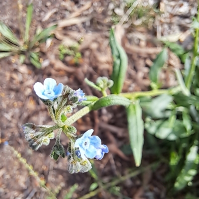 Cynoglossum australe (Australian Forget-me-not) at Watson Woodlands - 6 Jan 2024 by abread111