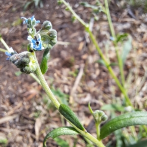 Cynoglossum australe at Watson Woodlands - 6 Jan 2024 05:46 PM