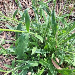 Cynoglossum australe at Watson Woodlands - 6 Jan 2024