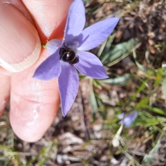 Lasioglossum sp. (genus) at Watson Woodlands - 6 Jan 2024