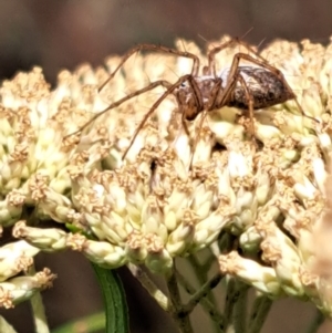 Oxyopes sp. (genus) at Justice Robert Hope Reserve (JRH) - 6 Jan 2024