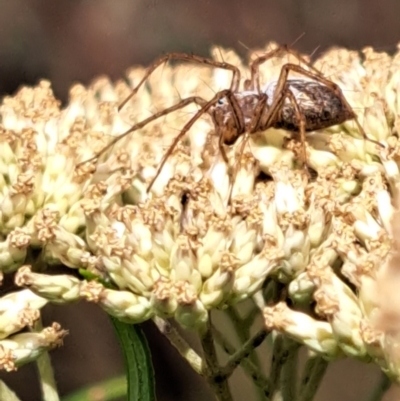 Oxyopes sp. (genus) (Lynx spider) at Watson, ACT - 6 Jan 2024 by abread111