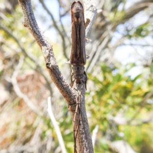 Neostenus saundersii at Bullen Range - 6 Jan 2024