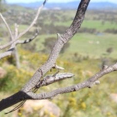 Neostenus saundersii at Bullen Range - 6 Jan 2024