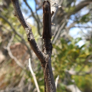 Neostenus saundersii at Bullen Range - 6 Jan 2024