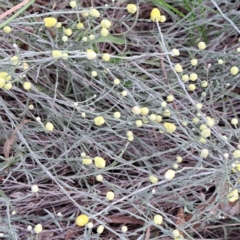 Calocephalus citreus at Watson Woodlands - 6 Jan 2024