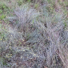 Calocephalus citreus at Watson Woodlands - 6 Jan 2024