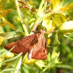 Endotricha pyrosalis at Bullen Range - 6 Jan 2024 04:32 PM