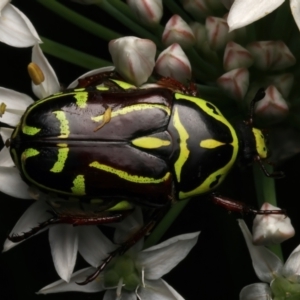 Eupoecila australasiae at Mount Ainslie - 5 Jan 2024