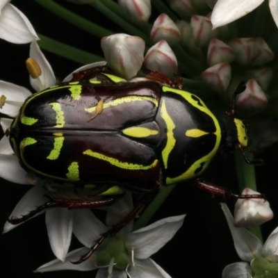 Eupoecila australasiae (Fiddler Beetle) at Ainslie, ACT - 5 Jan 2024 by jb2602