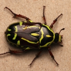 Eupoecila australasiae at Mount Ainslie - 5 Jan 2024