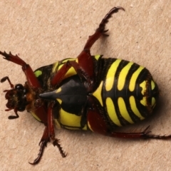 Eupoecila australasiae at Mount Ainslie - 5 Jan 2024