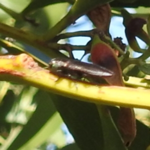 Melobasis sp. (genus) at Bullen Range - 6 Jan 2024