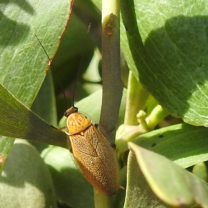 Ellipsidion humerale at Bullen Range - 6 Jan 2024 04:42 PM