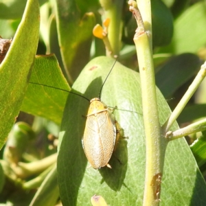 Ellipsidion humerale at Bullen Range - 6 Jan 2024