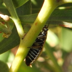 Ellipsidion humerale at Bullen Range - 6 Jan 2024