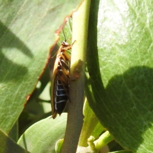 Ellipsidion humerale at Bullen Range - 6 Jan 2024