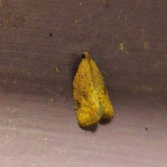 Meritastis ursina (A Tortricid moth) at QPRC LGA - 6 Jan 2024 by Csteele4