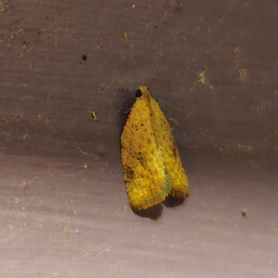 Meritastis ursina (A Tortricid moth) at QPRC LGA - 6 Jan 2024 by Csteele4